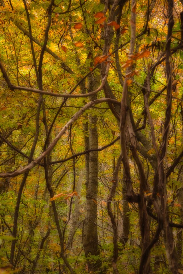 燃えたつ秋［4］【風景写真・おしゃれなポスターアート インテリア】