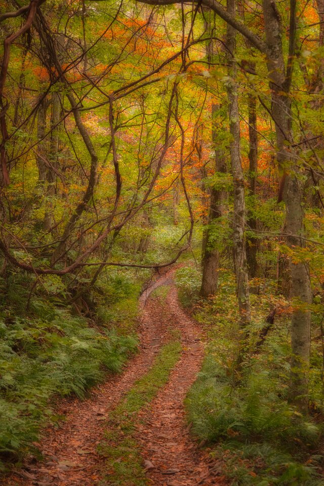 燃えたつ秋［5］【風景写真・おしゃれなポスターアート インテリア】縦長