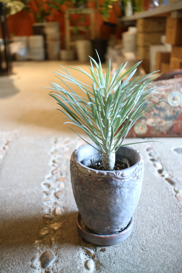 モンキーツリー　アンティーク調陶器鉢　植え込み発送 触ると幸せが訪れる！モンキーツリー 陶器鉢Bタイプ | iichi 日々の