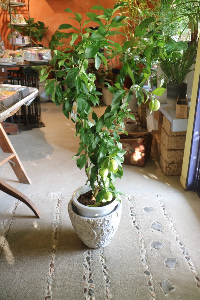 現物　可愛い♡実付き 大きな レモンの木　＜リスボン＞　 A