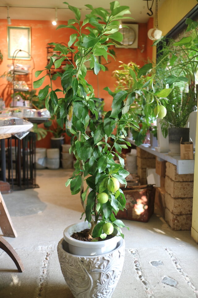 現物 可愛い♡実付き 大きな レモンの木 ＜リスボン＞ A | iichi 日々