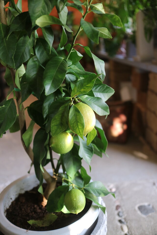 現物 可愛い♡実付き 大きな レモンの木 ＜リスボン＞ A | iichi 日々