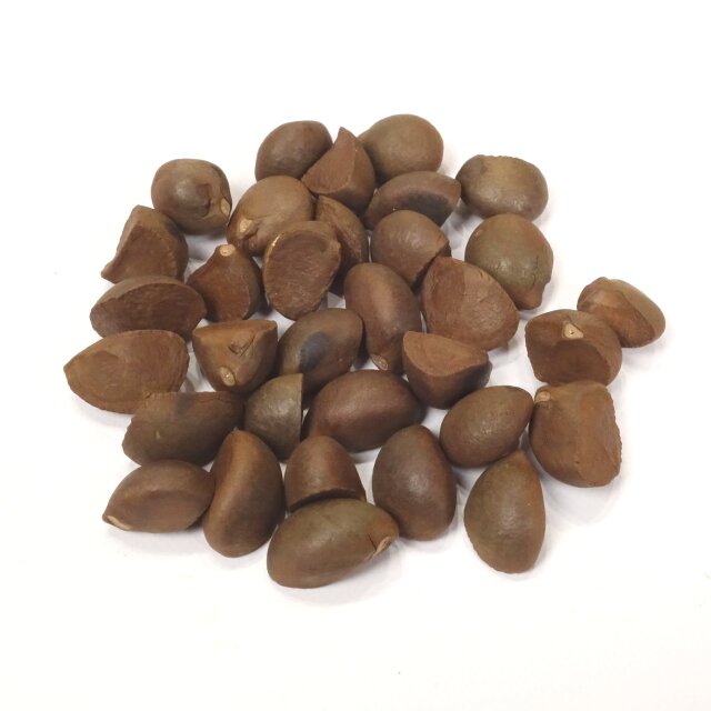 ツバキの種33個 ～ドライ クラフト、リースなどに メール便対応