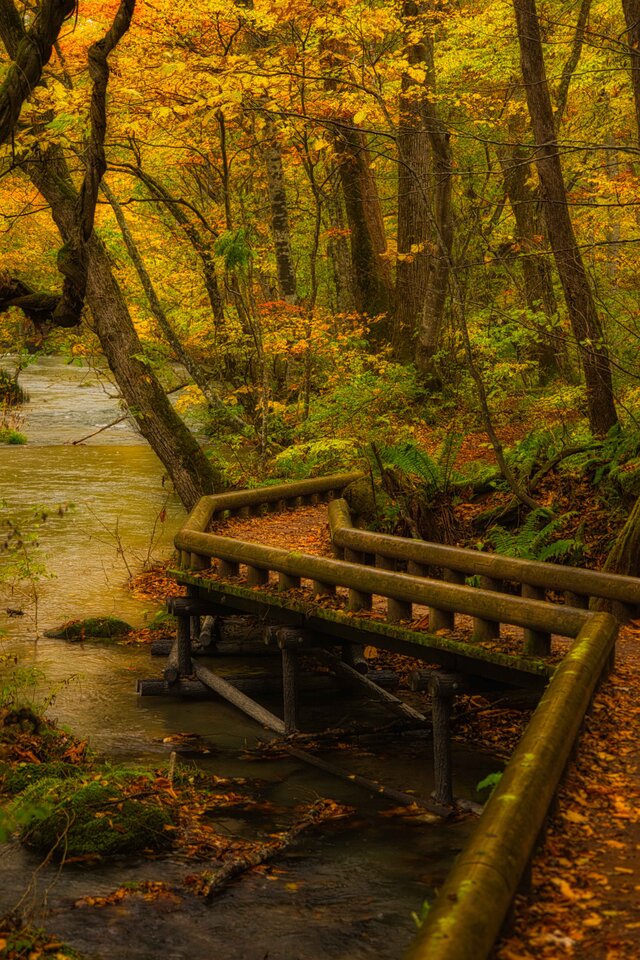 燃えたつ秋［12］【風景写真・おしゃれなポスターアート インテリア】【縦長】