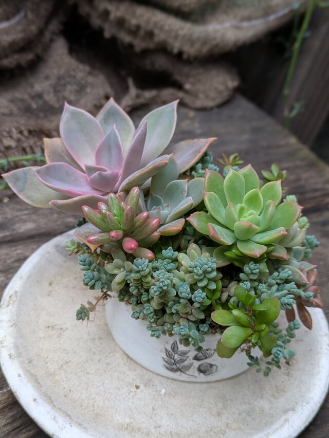 多肉植物 オーロラがかわいいリメ缶寄せ