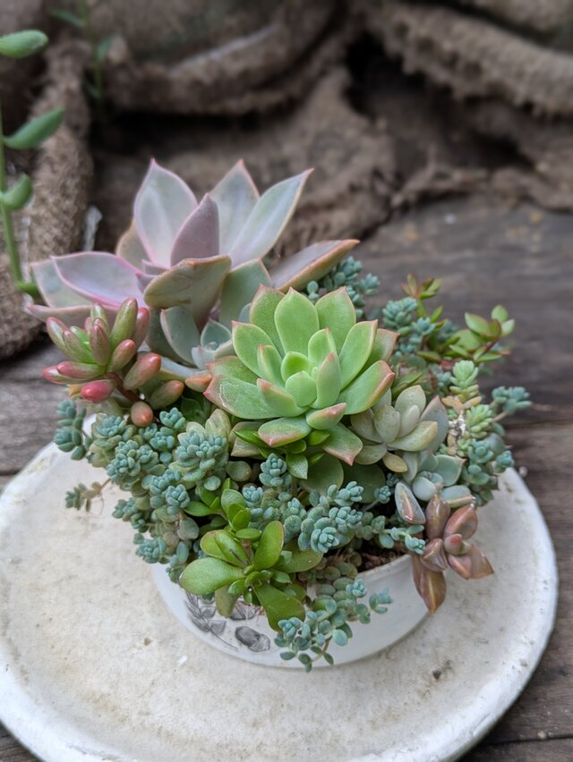 多肉植物 オーロラがかわいいリメ缶寄せ | iichi 日々の暮らしを
