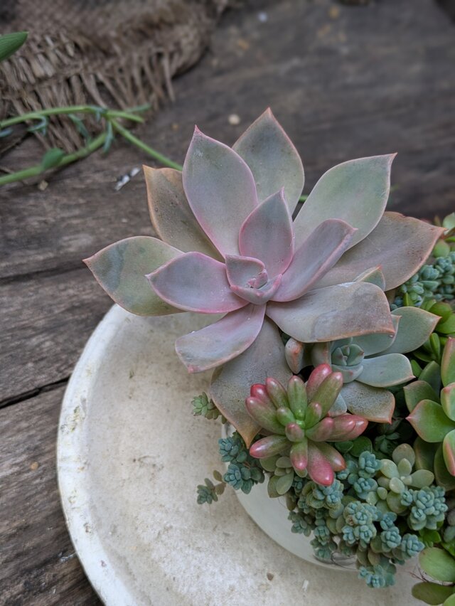 多肉植物 オーロラがかわいいリメ缶寄せ | iichi 日々の暮らしを