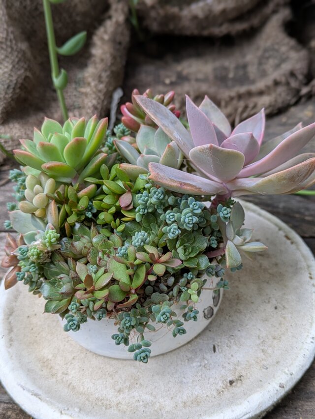 多肉植物 オーロラがかわいいリメ缶寄せ | iichi 日々の暮らしを