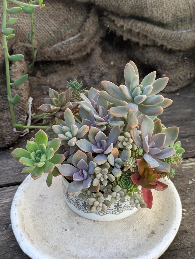 多肉植物 カラフルなつぶつぶ多肉の共演