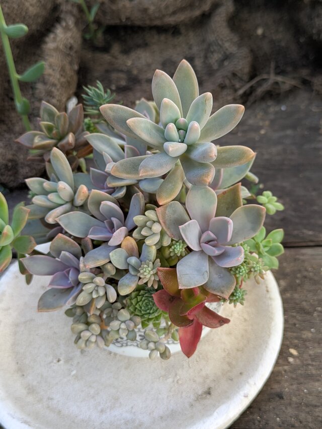 多肉植物 カラフルなつぶつぶ多肉の共演 | iichi 日々の暮らしを