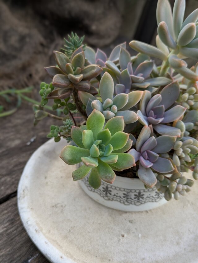 多肉植物 カラフルなつぶつぶ多肉の共演 | iichi 日々の暮らしを