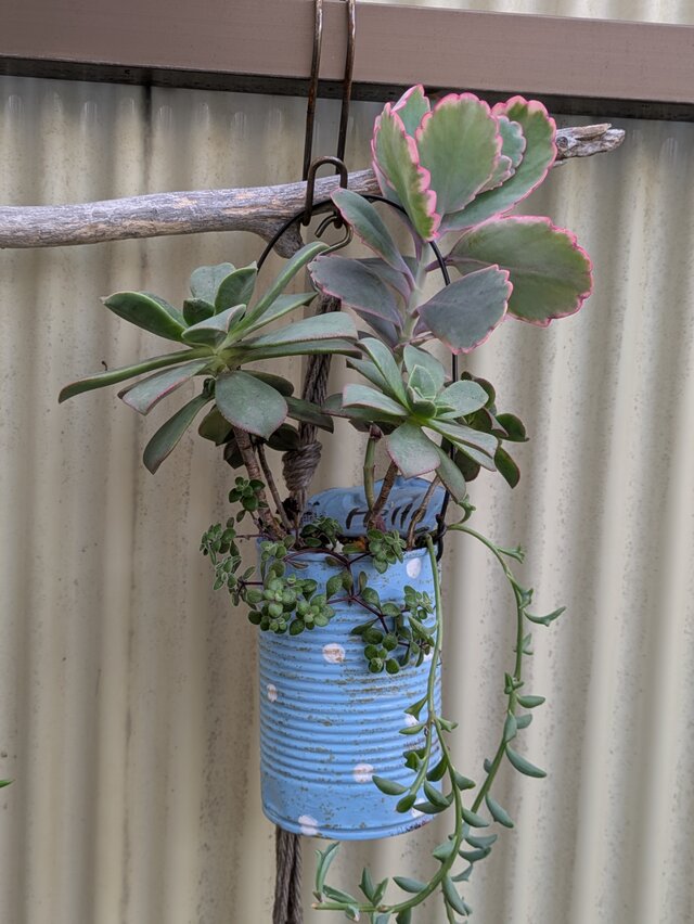 多肉植物 胡蝶の舞×アエオニウムの寄せ植え