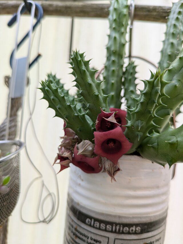 ガガイモ　シュナイデリアナ　約7cm　カット苗