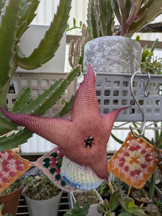 ガガイモ　スタペリア　ギガンティア　1本　カット苗