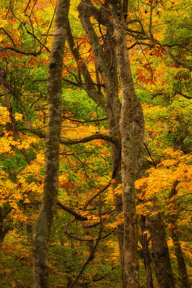 燃えたつ秋［13］【風景写真・おしゃれなポスターアート インテリア】【縦長】