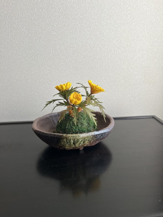 粘土の花　福寿草