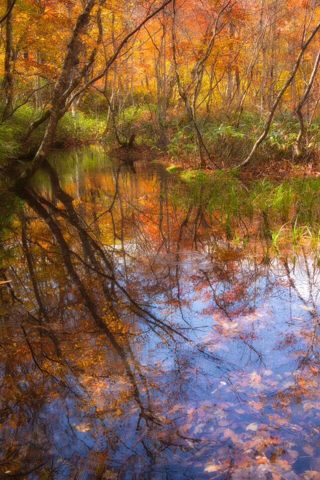 燃えたつ秋［14］【風景写真・おしゃれなポスターアート インテリア】【縦長】