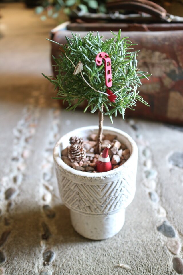 X'mas⭐️ローズマリー の まあるいミニクリスマスツリー ！ 鉢付