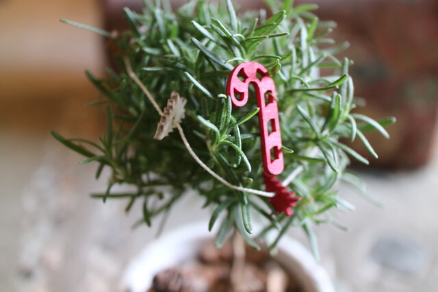 X'mas⭐️ローズマリー の まあるいミニクリスマスツリー ！ 鉢付