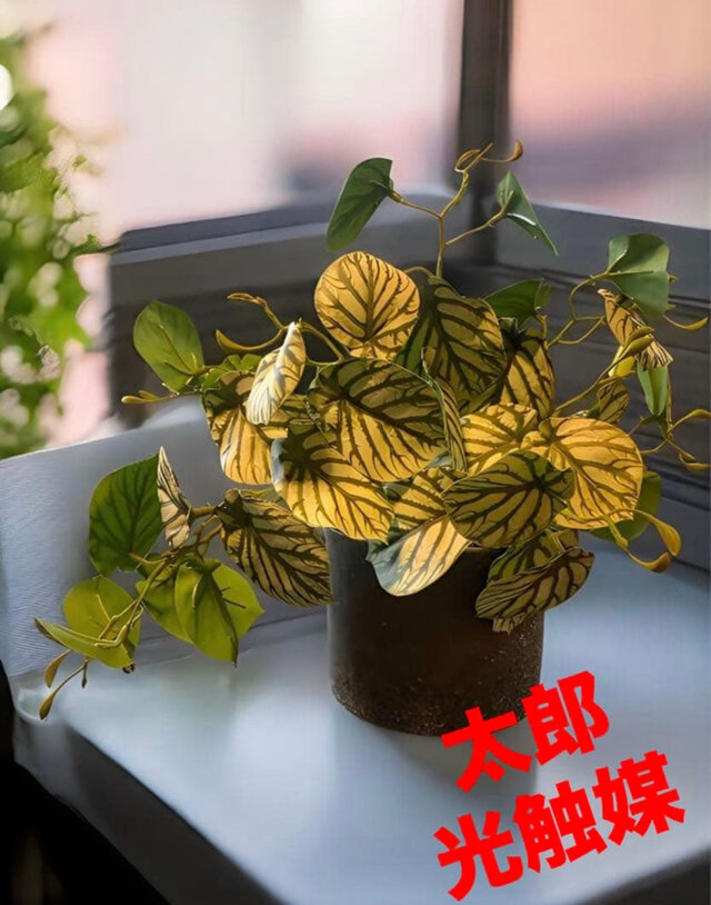 光触媒　人工観葉植物　ウォールグリーン　フェイクグリーン　スイカぺぺ