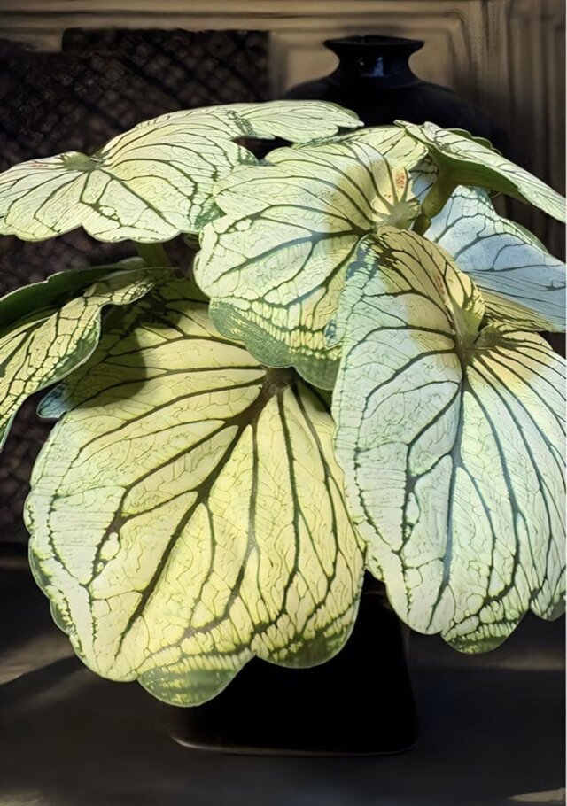 光触媒 人工観葉植物 ウォールグリーン フェイクグリーン モンステラ