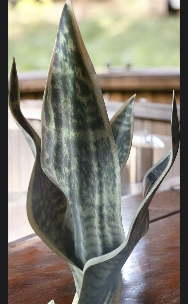 光触媒　人工観葉植物　ウォールグリーン　フェイクグリーン　エケベリアMIX 光触媒 人工観葉植物 ウォールグリーン フェイクグリーン サンセベリア