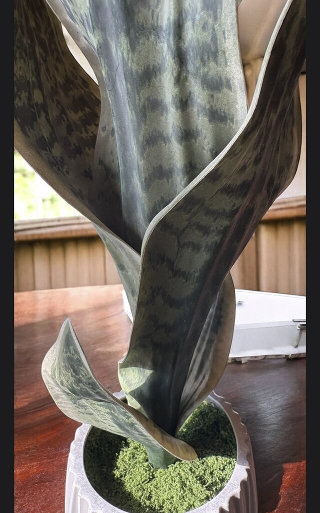 光触媒　人工観葉植物　ウォールグリーン　フェイクグリーン　サンスベリア75 光触媒 人工観葉植物 ウォールグリーン フェイクグリーン サンセベリア