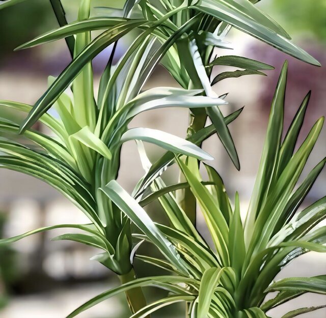 光触媒 人工観葉植物 ウォールグリーン フェイクグリーン ロングユッカ