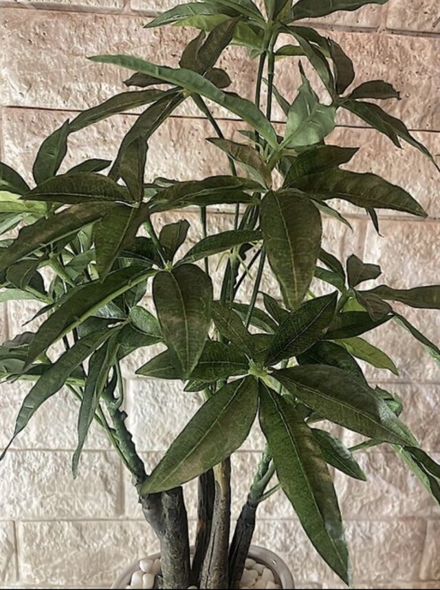 光触媒 人工観葉植物 ウォールグリーン フェイクグリーン パキラ中