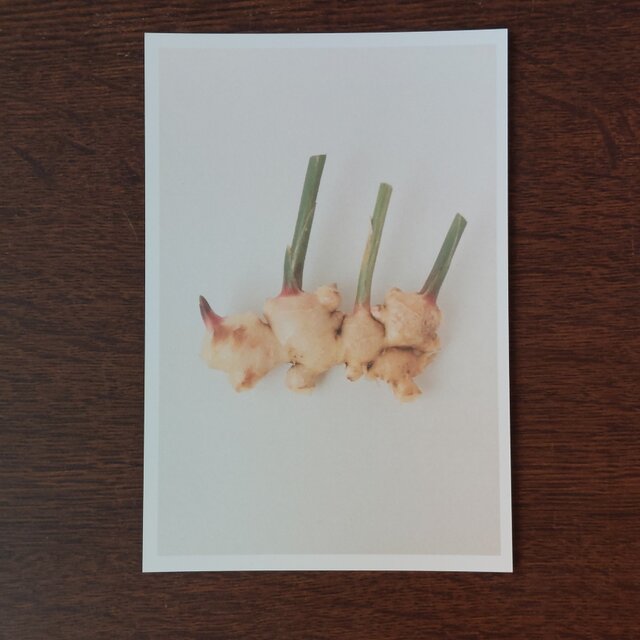 ポストカード(ショウガ)三枚セット
