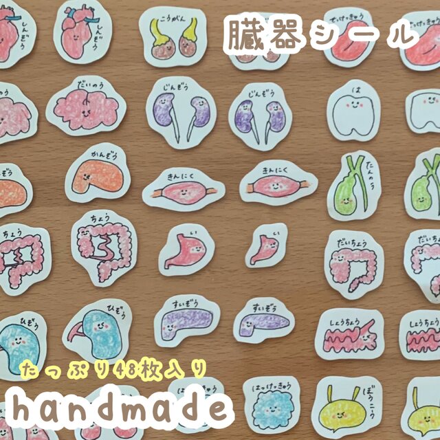 臓器シール　医療学生　看護学生　解剖　臓器　クエスチョンバンク　国家試験