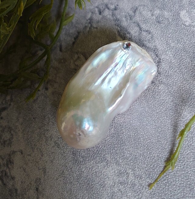 　金魚バロック【ヒレ真珠】