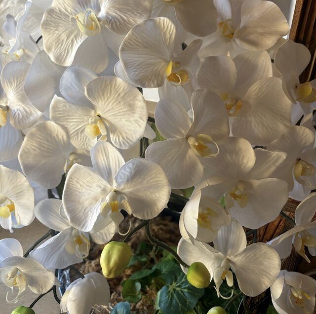 光触媒 人工観葉植物 ウォールグリーン フェイクグリーン 胡蝶蘭6136H