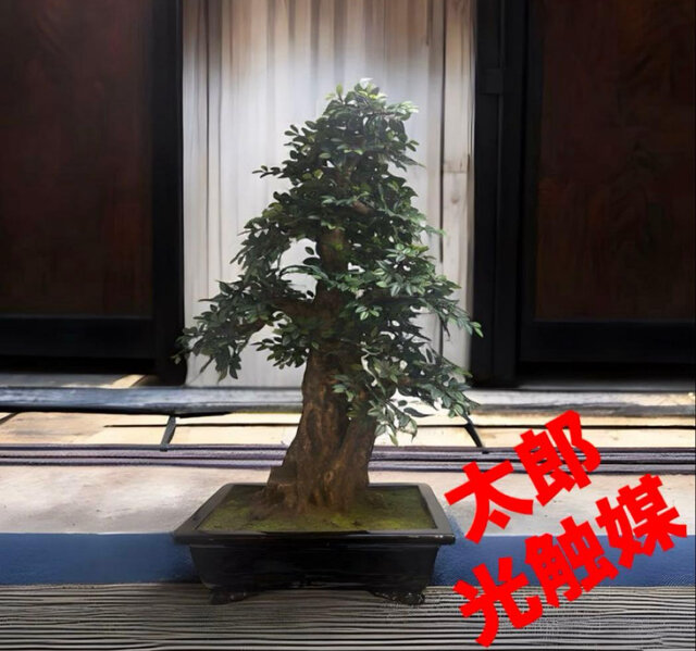 光触媒 人工観葉植物 ウォールグリーン フェイクグリーン 盆栽 けやき