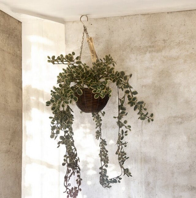 光触媒 人工観葉植物 ウォールグリーン フェイクグリーン 吊り下げ