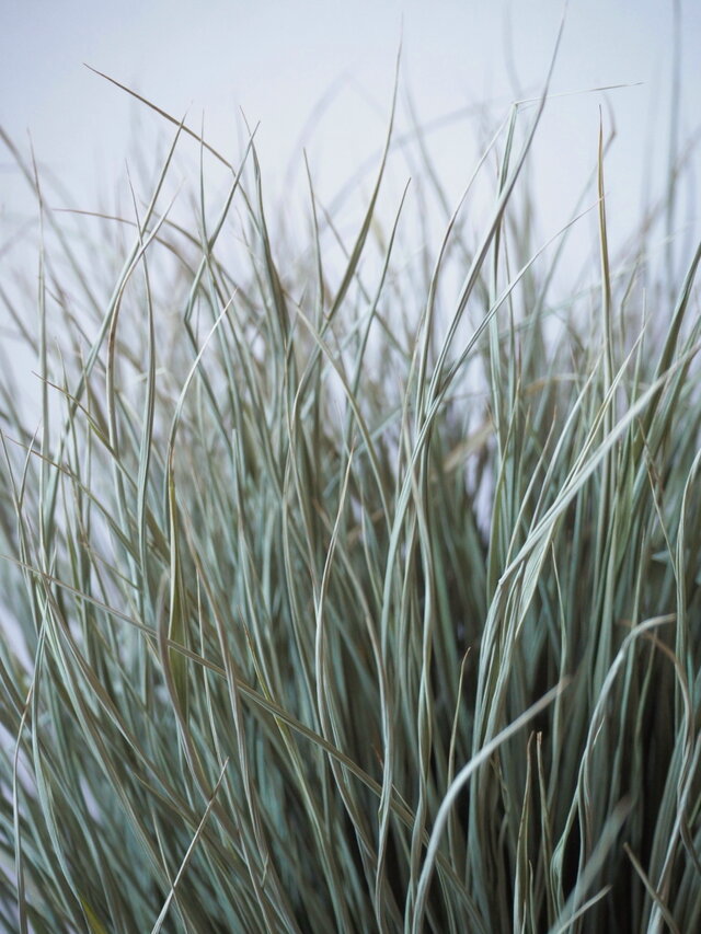 黒松のお正月飾り60cm | iichi 日々の暮らしを心地よくする