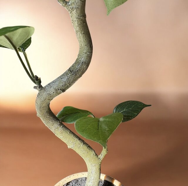 光触媒　人工観葉植物　ウォールグリーン　フェイクグリーン　ガジュマル150FST 光触媒 人工観葉植物 ウォールグリーン フェイクグリーン ガジュマル150FST