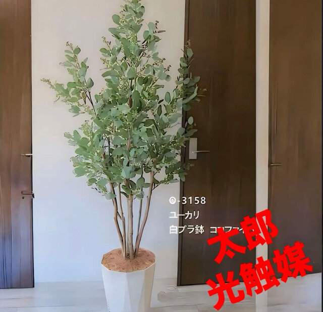 光触媒　人工観葉植物　ウォールグリーン　フェイクグリーン　ユーカリptw@gj 光触媒 人工観葉植物 ウォールグリーン フェイクグリーン ユーカリptw