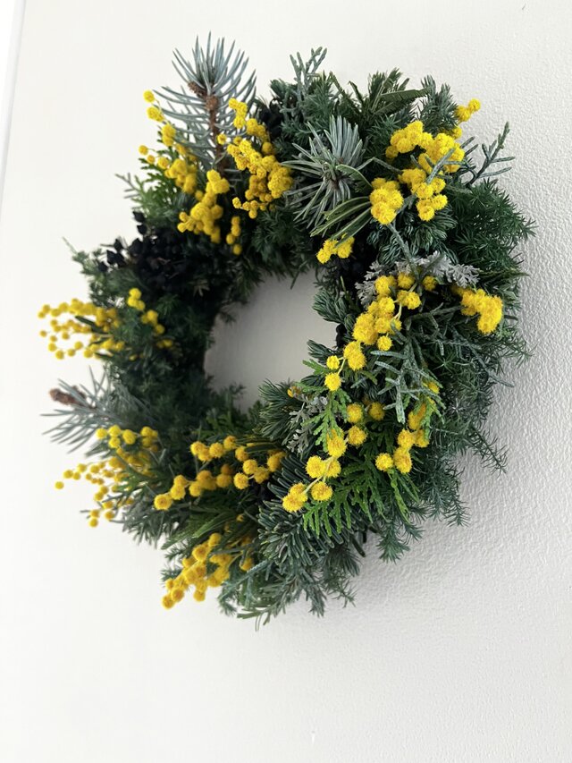 早春. イタリアから春の便り♬ ~ミモザ.ミランドールと針葉樹 | iichi