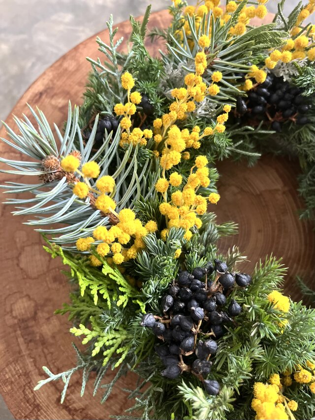 早春. イタリアから春の便り♬ ~ミモザ.ミランドールと針葉樹 | iichi