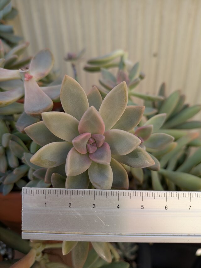 多肉植物 桜牡丹 ゴースティ カット苗 1つ | iichi 日々の暮らしを