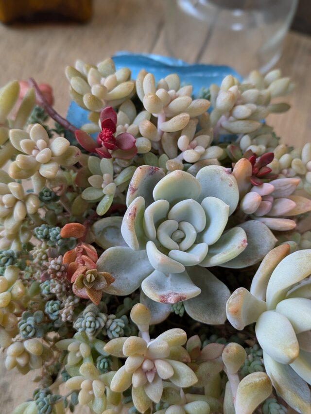 多肉植物 オルペットの寄せ植え | iichi 日々の暮らしを心地よくする