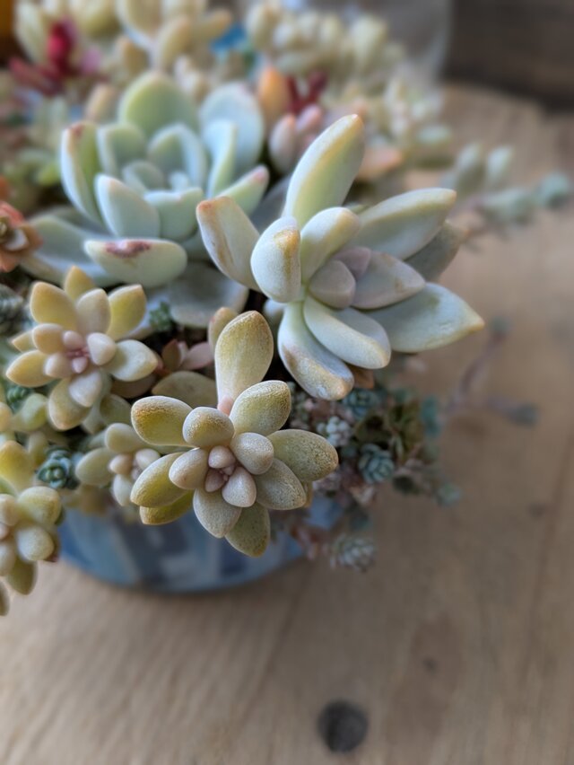 多肉植物 オルペットの寄せ植え | iichi 日々の暮らしを心地よくする