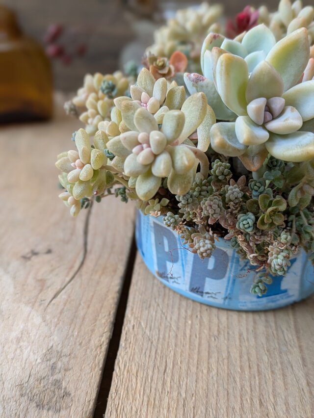 多肉植物 オルペットの寄せ植え | iichi 日々の暮らしを心地よくする