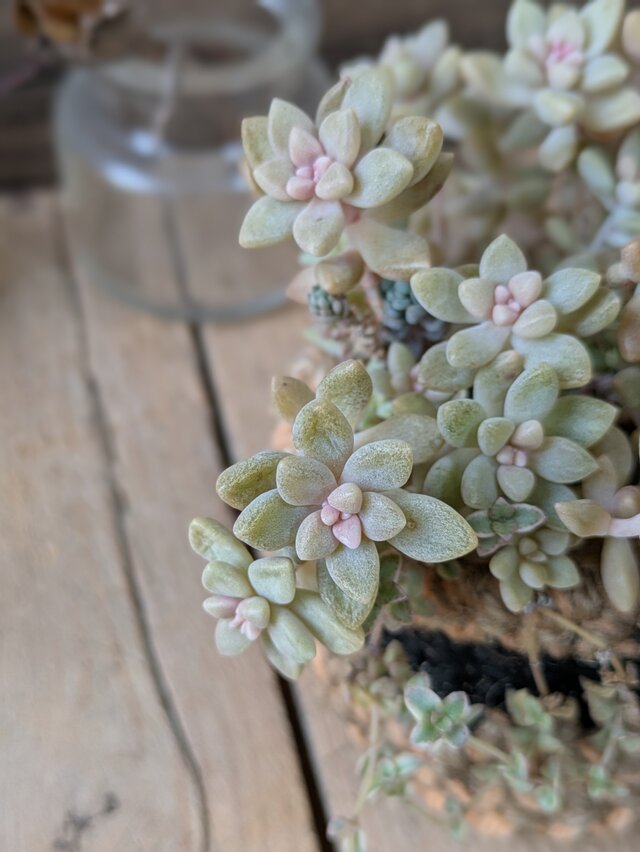 多肉植物 姫秀麗のつぶつぶ寄せ | iichi 日々の暮らしを心地よくする