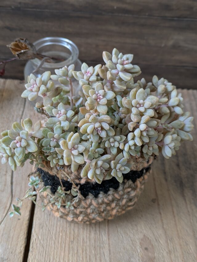多肉植物 姫秀麗のつぶつぶ寄せ | iichi 日々の暮らしを心地よくする