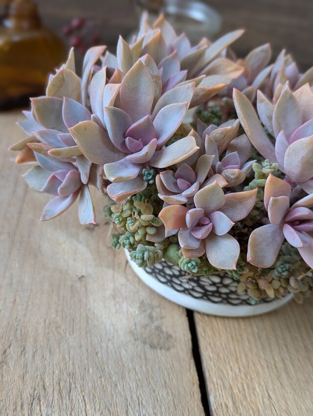 多肉植物 ナチュラルカラーの初恋のリース型リメ缶の寄せ植え | iichi