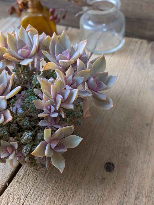 多肉植物 ナチュラルカラーの初恋のリース型リメ缶の寄せ植え | iichi
