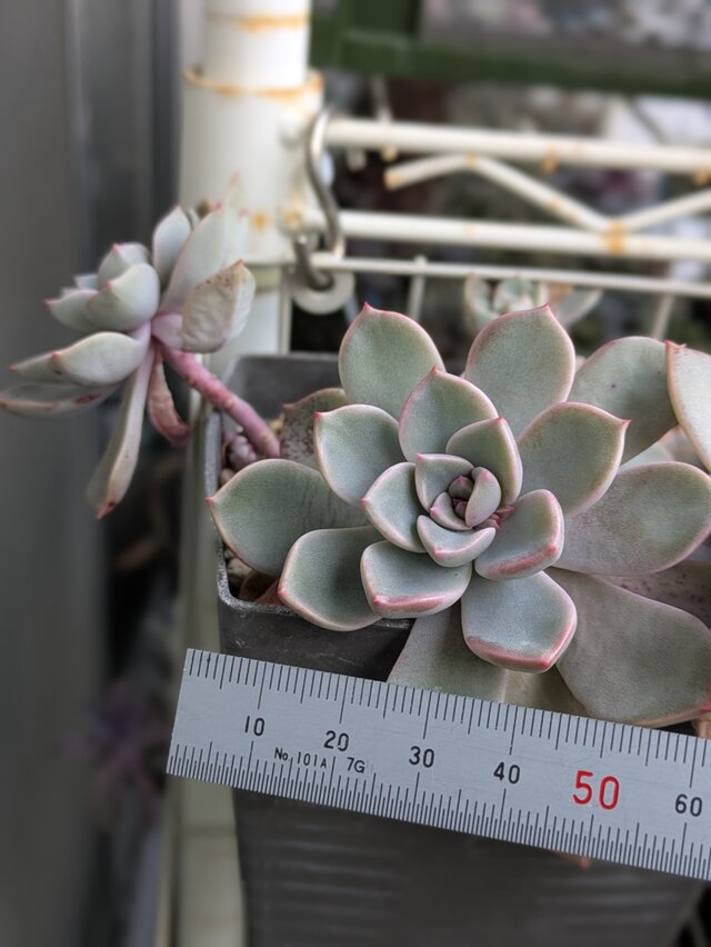 多肉植物 ピンクプリティ 1つ カット苗 | iichi 日々の暮らしを