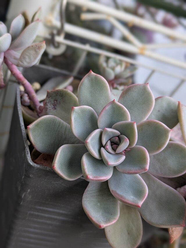 多肉植物 ピンクプリティ 1つ カット苗 | iichi 日々の暮らしを